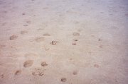 Bonefish Tracks