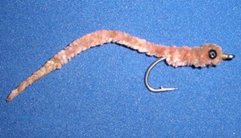 EelWorm