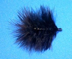 Broadside Leech