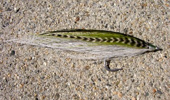 Bucktail Beauty
