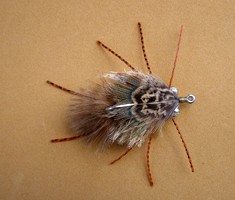 Calico Crab