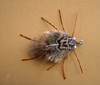 Click to view this fly