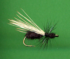 Elk Hair Ant