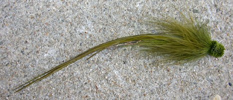 Flatwing Eel Fly, Deerhair  Head
