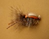 Click to view this fly