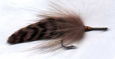 Foxy Cockroach