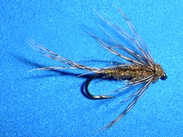 Gold Bug Nymph
