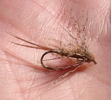 Hendrickson Soft-Hackle Nymph