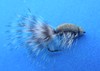 Click to view this fly Click to view this fly