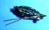 Click to view this fly