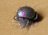Click to view this fly Click to view this fly