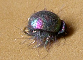 Secret Foam Beetle