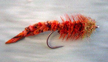 Palolo Worm