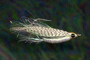 Veiled Glimmer Fly