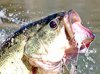 Bass Selections
