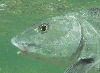 Bonefish, Snook, Tarpon, Redfish Selections