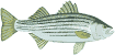 Striper