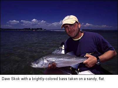 Dave Skok