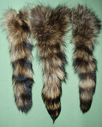 Raccoon Tails, Premium
