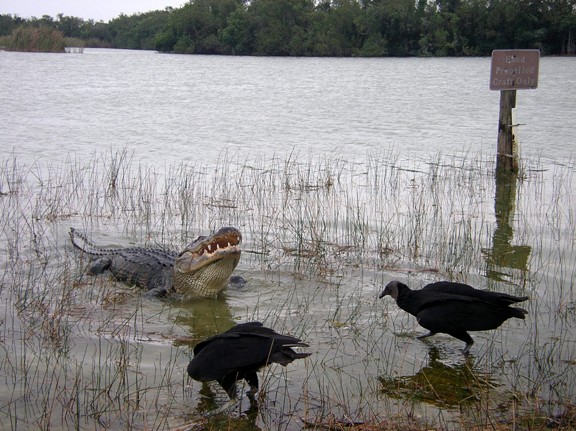 Alligator openmouth