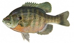 bluegill