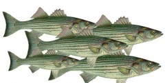 five stripers