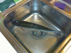 sinkfish